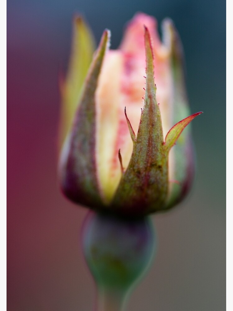 Rosebud by SteveChilton