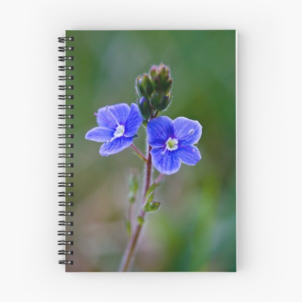 Item preview, Germander Speedwell (Veronica chamaedrys) designed and sold by Steve Chilton.
