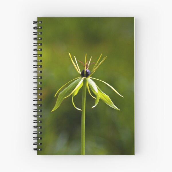 Artikelvorschau, Herb Paris (Paris quadrifolia) entworfen und verkauft von Steve Chilton.