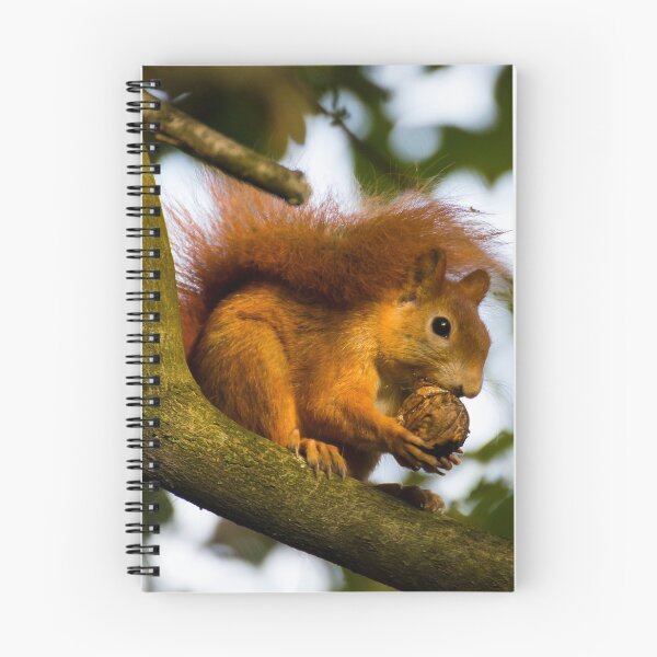 Item preview, Red Squirrel getting some nuts designed and sold by ensell.