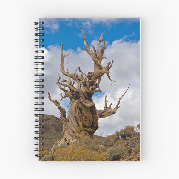 Item preview, Bristle Cone Pine designed and sold by photosbyflood.