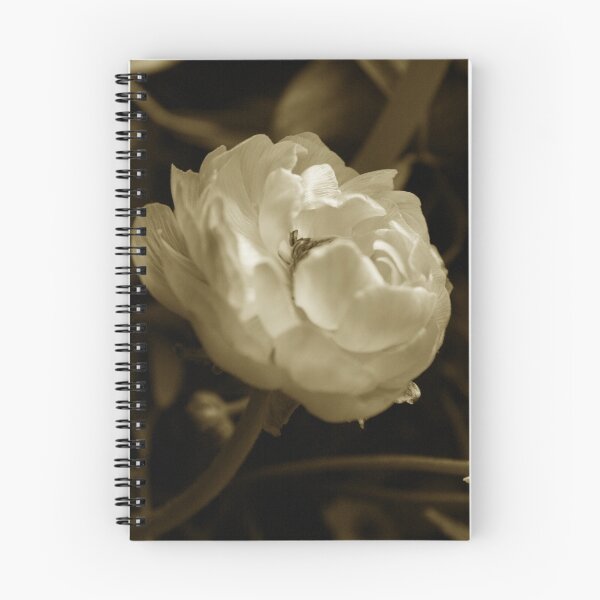 Artikelvorschau,  aber es war so schön, dass es ein Bild für sich verdient hätte.
Die Blütenblätter sind so durchscheinend, als wären sie aus Seidenpapier.

Canon EOS 1000D
18-55 mm

"* Weitere Blumenfotos von mir hier. *": Http: //www.redbubble.com/people/bluedrago entworfen und verkauft von Tanja Katharina Klesse.
