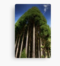 Conifers Canvas Print