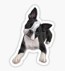 Boston head tilt Sticker