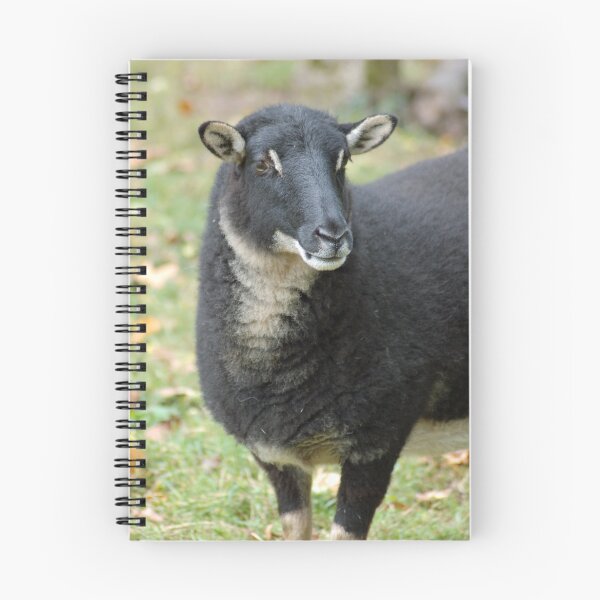 Aperçu de l'œuvre Ewe lamb. créée et vendue par woolleyfir.