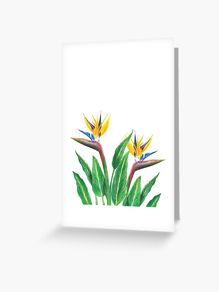 Download Birds Of Paradise Flower Watercolor Greeting Card By Bakingdesign Redbubble