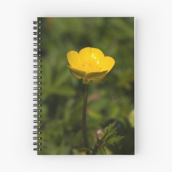 Item preview, Creeping Buttercup (Ranunculus repens) designed and sold by Steve Chilton.