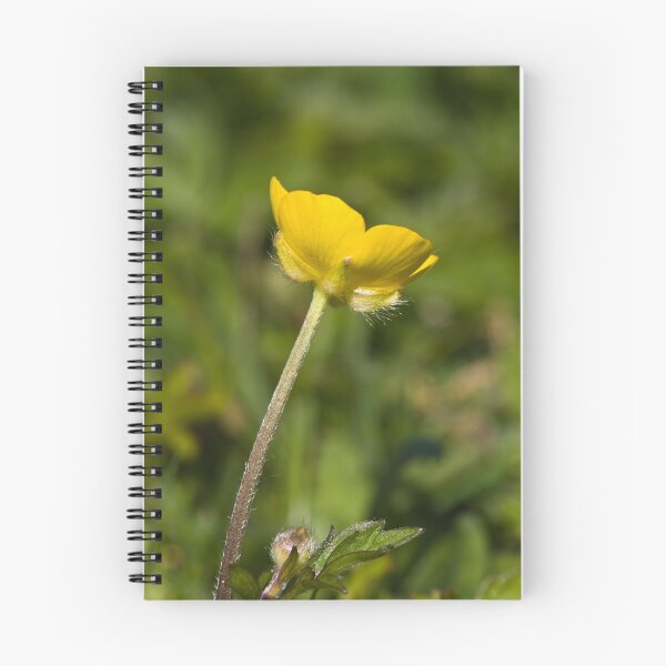 Artikelvorschau, Creeping Buttercup (Ranunculus repens) entworfen und verkauft von Steve Chilton.