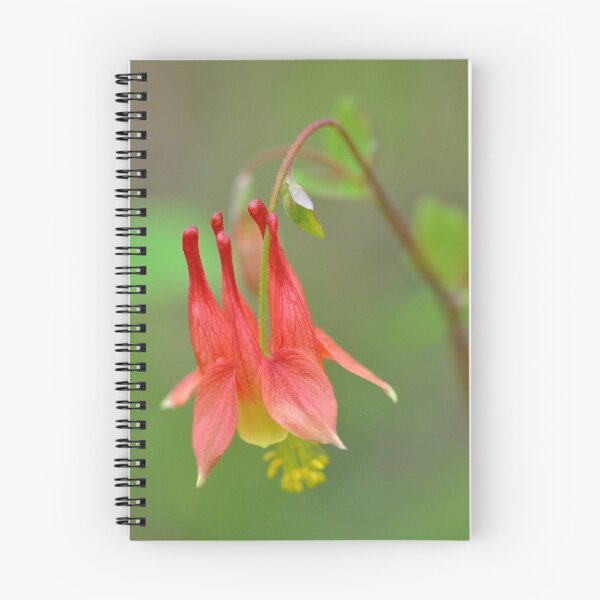 Item preview, Wild Columbine designed and sold by Nancy Barrett.