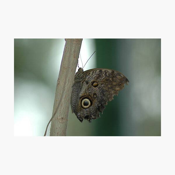 Item preview, Butterfly 5 designed and sold by Ken Koury.