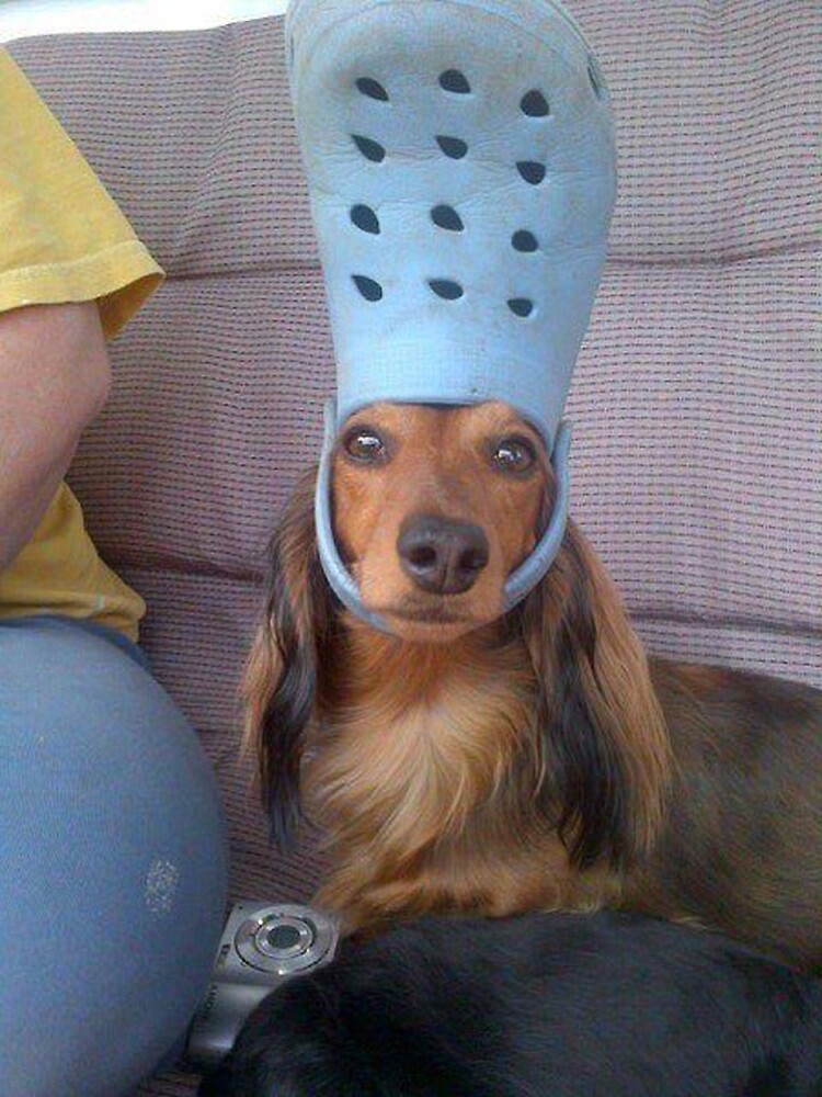 Puppy with croc hat meme | Sticker