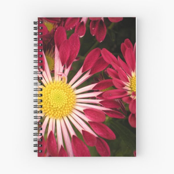 Item preview, Spoon Osteospermums designed and sold by TabithaPayne.