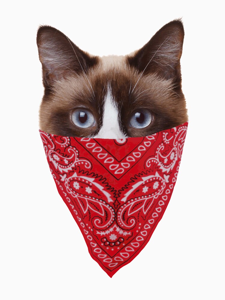 cat with bandana shirt