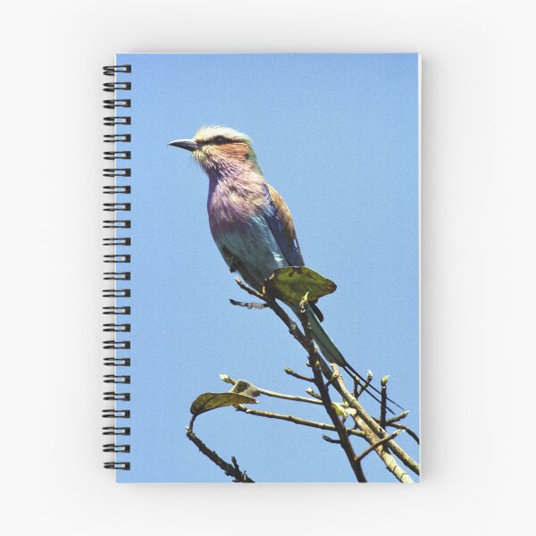 Item preview, Lilac Breasted Roller - Victoria Falls, Zimbabwe designed and sold by Bev Pascoe.