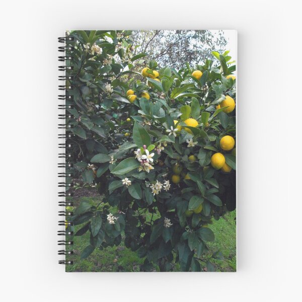 Item preview, The Lemon Tree in Flower designed and sold by Bev Pascoe.