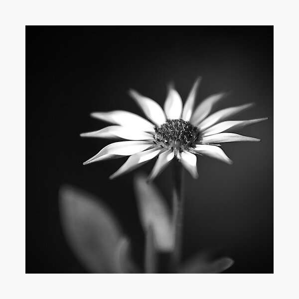 Aperçu de l'œuvre Daisy créée et vendue par johnwheat.