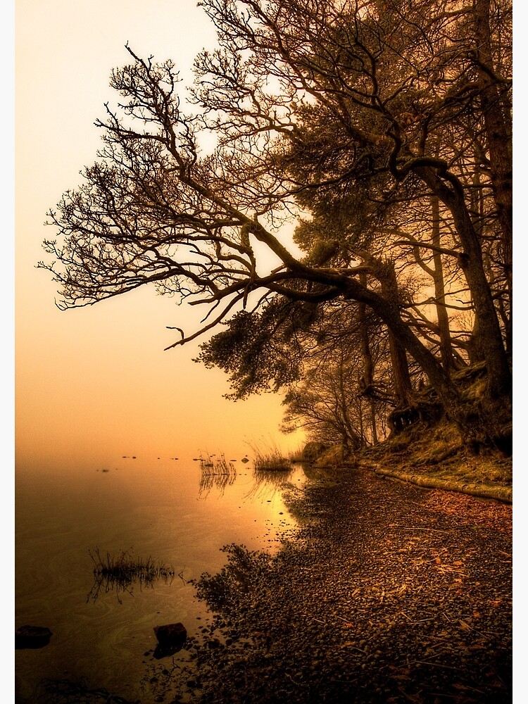 Shoreline by Shuggie
