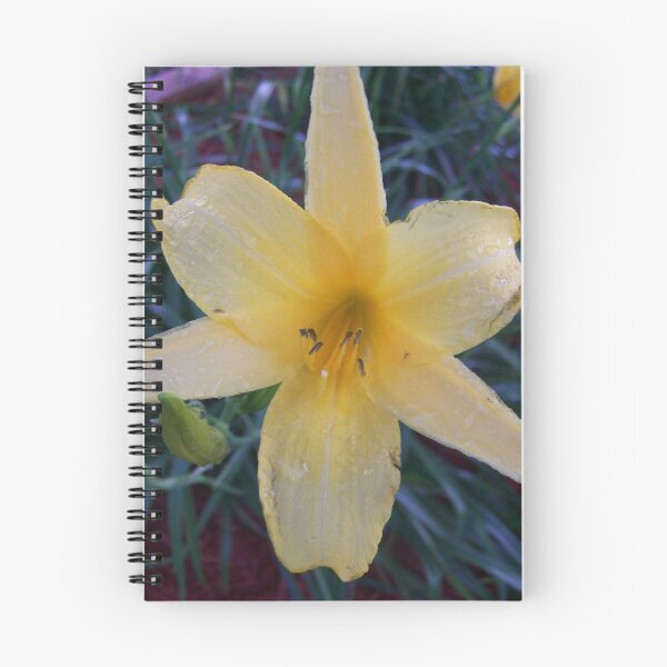 Item preview, Hemerocallis - PERSONAL APPEARANCE Daylily (RUSSELL, 1949) designed and sold by wayatsagi.