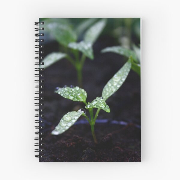 Item preview, Chilli designed and sold by Bev Evans.