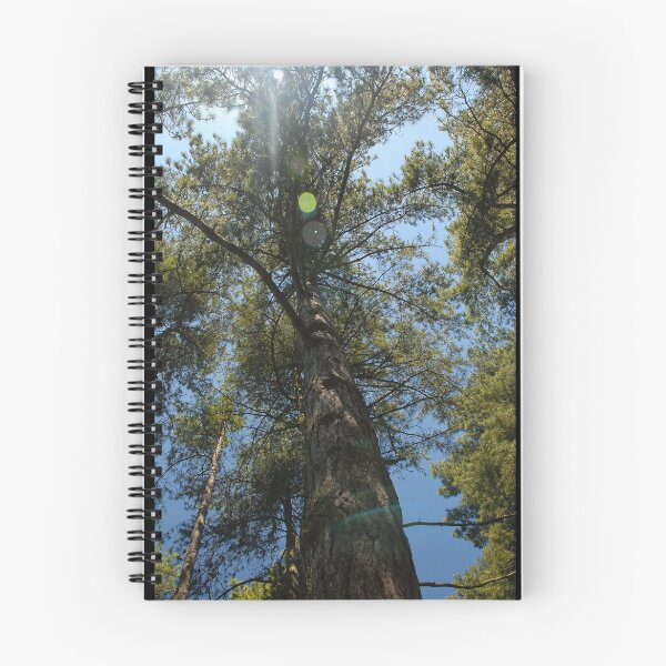 Item preview, Tall Tree and sunlight designed and sold by Kerensa Davies.