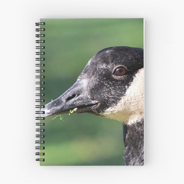 Item preview, Canada goose designed and sold by GreyFeatherPhot.