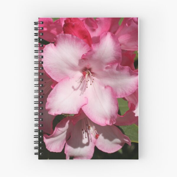 Item preview, "Pink Rhody" designed and sold by Lynn Bawden.