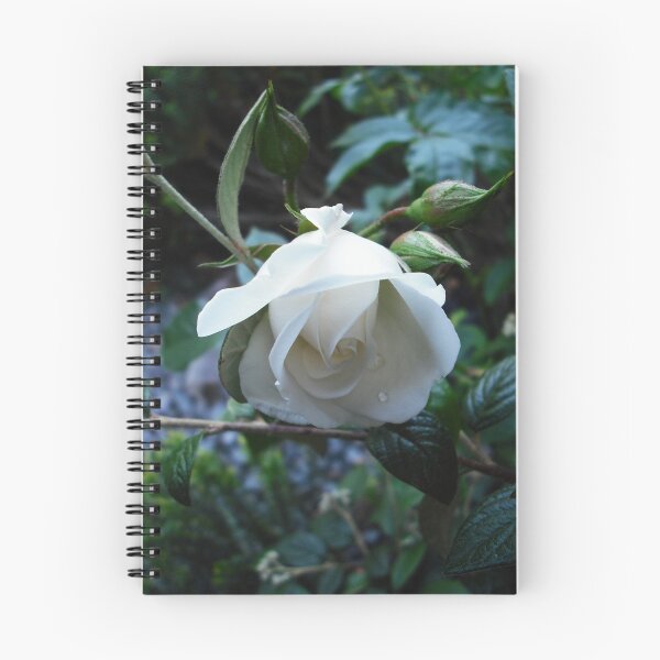 Item preview, White Rose 2 designed and sold by Dawn B Davies-McIninch.