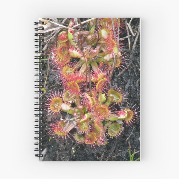 Item preview, Sundew - Insect eating plant designed and sold by loralea.