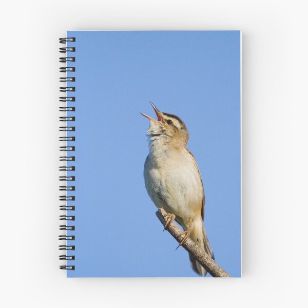 Item preview, Sedge Warbler designed and sold by Neil Bygrave (NATURELENS).