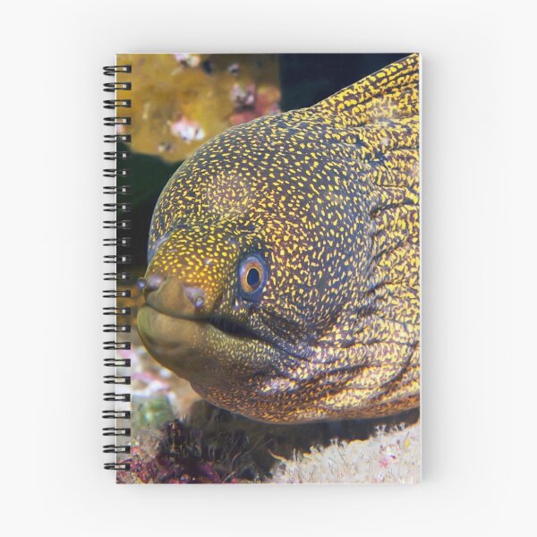 Item preview, Moray Eel designed and sold by Melissa Chinn.