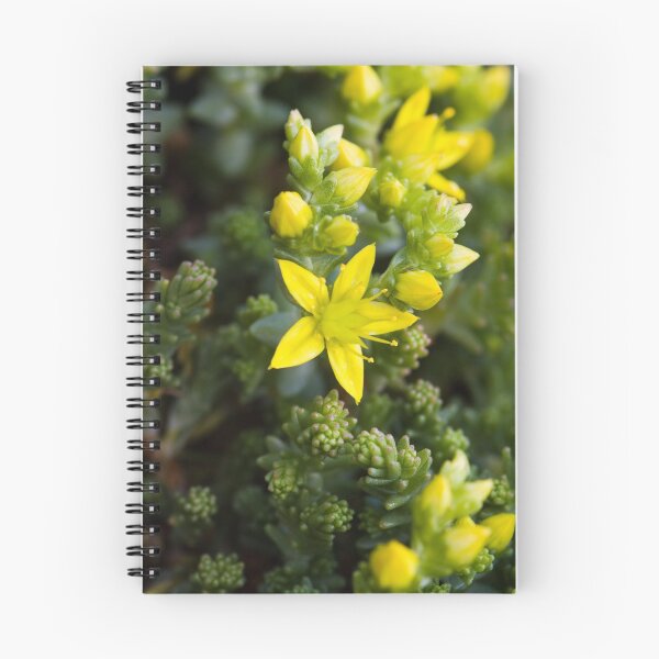 Item preview, Biting Stonecrop (Sedum acre) designed and sold by Steve Chilton.