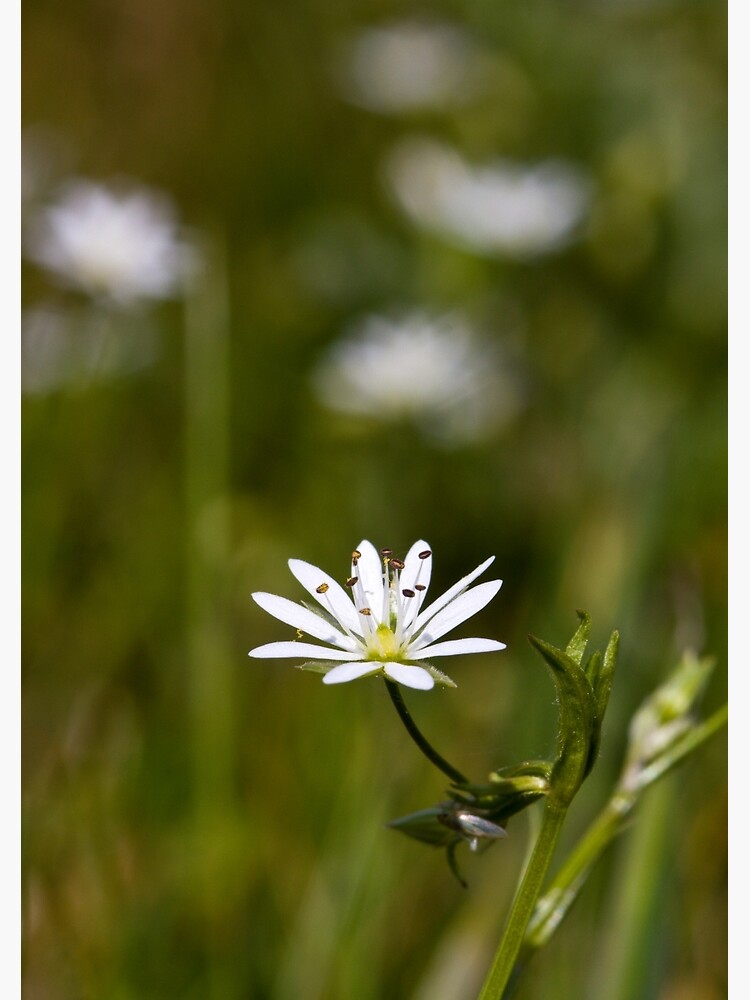 Lesser Stitchwort (Stellaria graminea) by SteveChilton