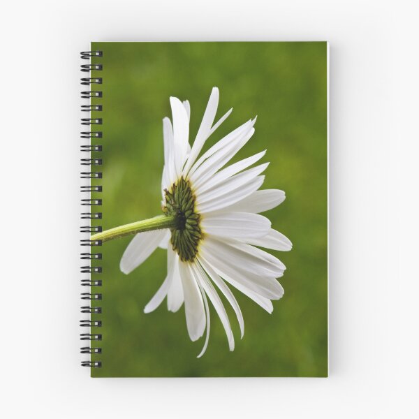 Item preview, Oxeye Daisy (Leucanthemum vulgare) designed and sold by Steve Chilton.