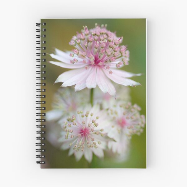Item preview, Astrantia Fireworks designed and sold by Beth Mason.