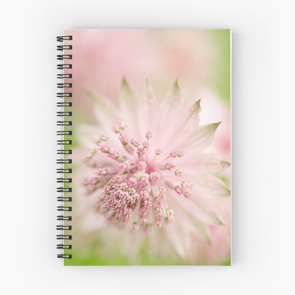 Item preview, Pink Astrantia designed and sold by Beth Mason.