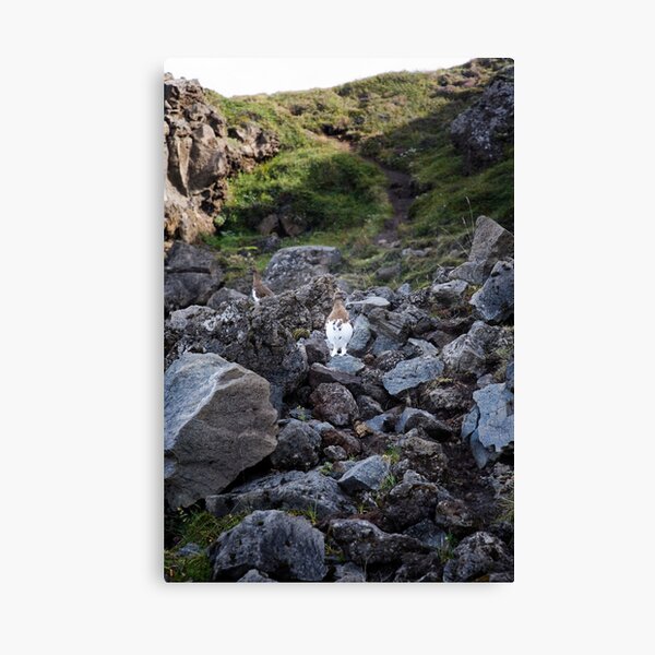 Item preview, Ptarmigans on Rocks, Go∂afoss, Iceland designed and sold by hinomaru.