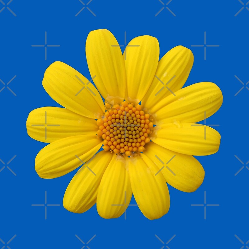 "Yellow Daisy on Blue" by STHogan2 | Redbubble