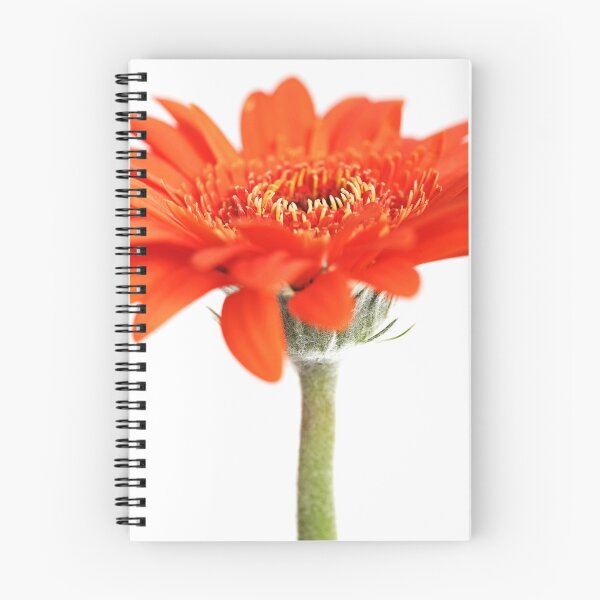 Item preview, Orange Gerbera designed and sold by Cristina Rossi.