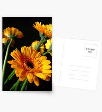 yellow gerbera Postcards
