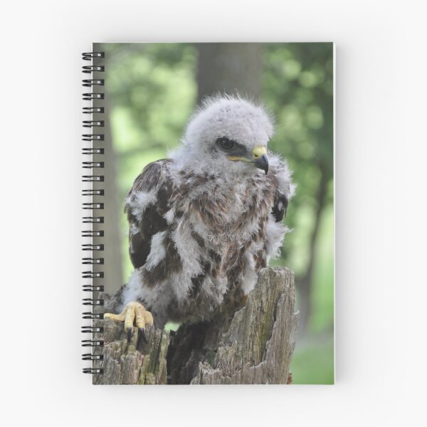 Artikelvorschau, Junger gemeiner Bussard. (Buteo Buteo) entworfen und verkauft von Lindamell.
