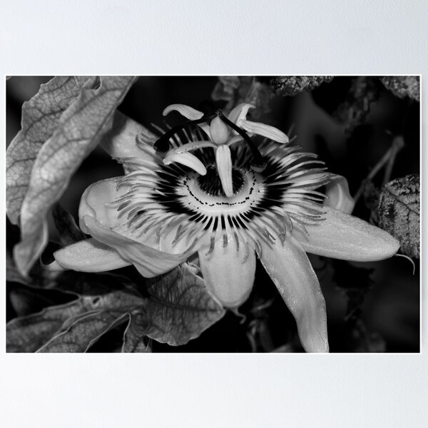 Artikelvorschau, B&W Passion Flower entworfen und verkauft von evilcat.