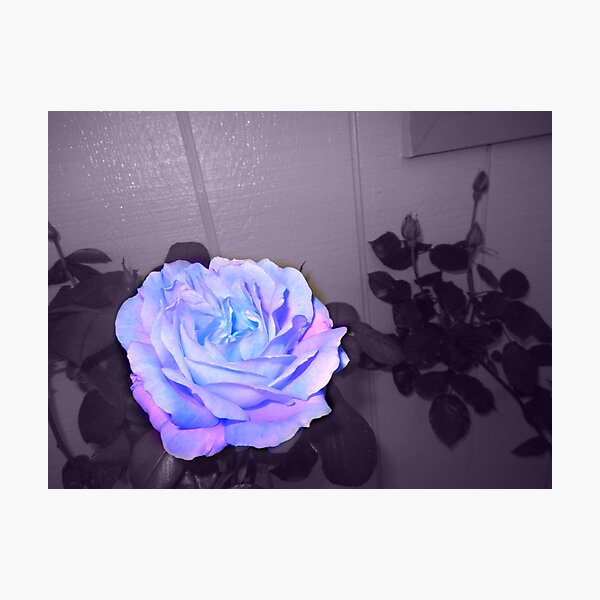 pretty rose, purple wall 11/10/18 Photographic Print