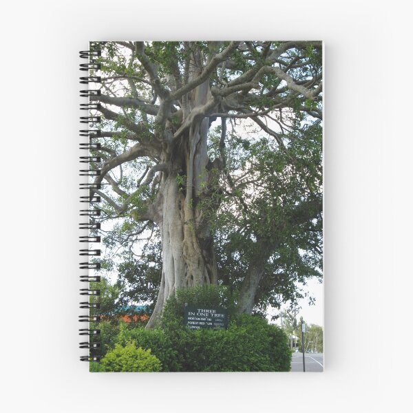 Artikelvorschau,  In der Poinciana Avenue gibt es diesen schönsten Baum. Es besteht aus einer Morton Bay Abb entworfen und verkauft von rudledge.