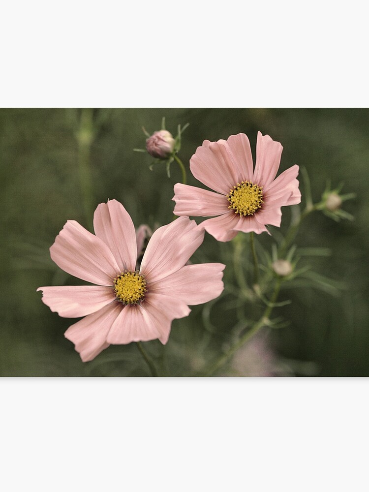 Old Fashioned Flowers Canvas Print - 