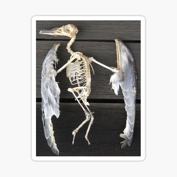 Found bird Skeleton - Photography by Avril Thomas - Adelaide / South Australia Artist Sticker