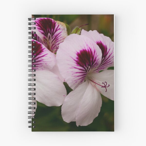 Item preview, White pelargoniums designed and sold by polyhymnia14.