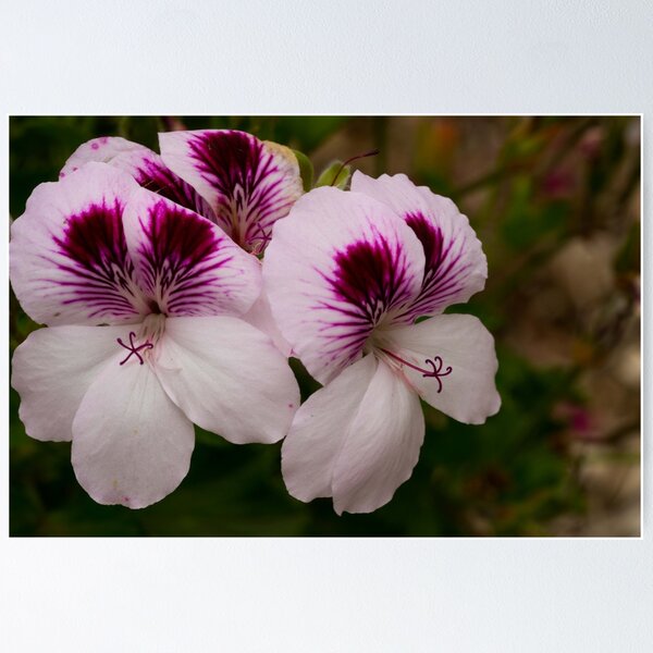 Pelargonium, Geraniums, Birra Messina, Sicily