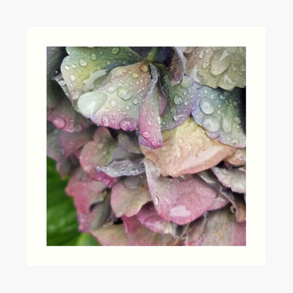 Rainbow Hydrangea Art Print