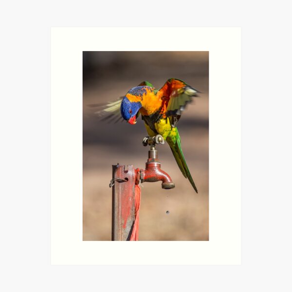 Orange Collared Lorikeet, Katherine Gorge NT Art Print