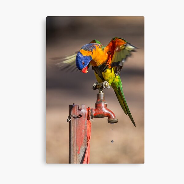 Orange Collared Lorikeet, Katherine Gorge NT Canvas Print